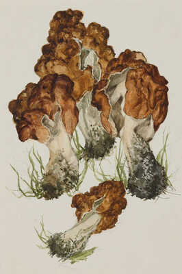 Шипиленко Александр Кузьмич. Лот из четырех рисунков грибов: 